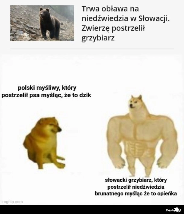 
    Postrzelony niedźwiedź 