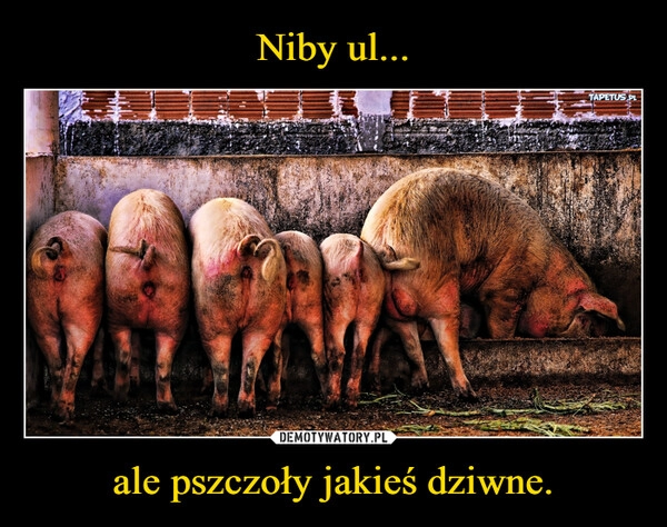 
    Niby ul... ale pszczoły jakieś dziwne.