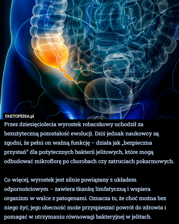 
    Przez dziesięciolecia wyrostek robaczkowy uchodził za bezużyteczną pozostałość