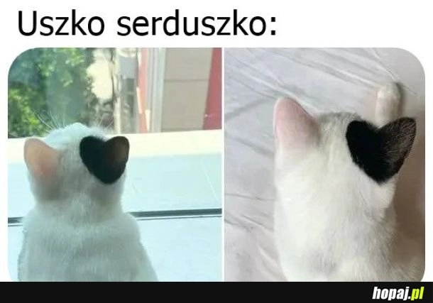 
    Serduzko