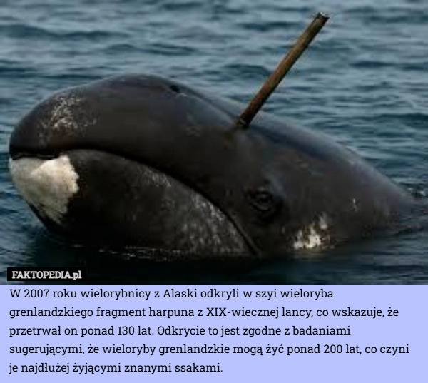 
    W 2007 roku wielorybnicy z Alaski odkryli w szyi wieloryba grenlandzkiego