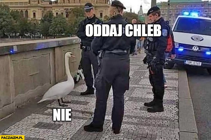 
    Policjanci łabędź oddaj chleb nie