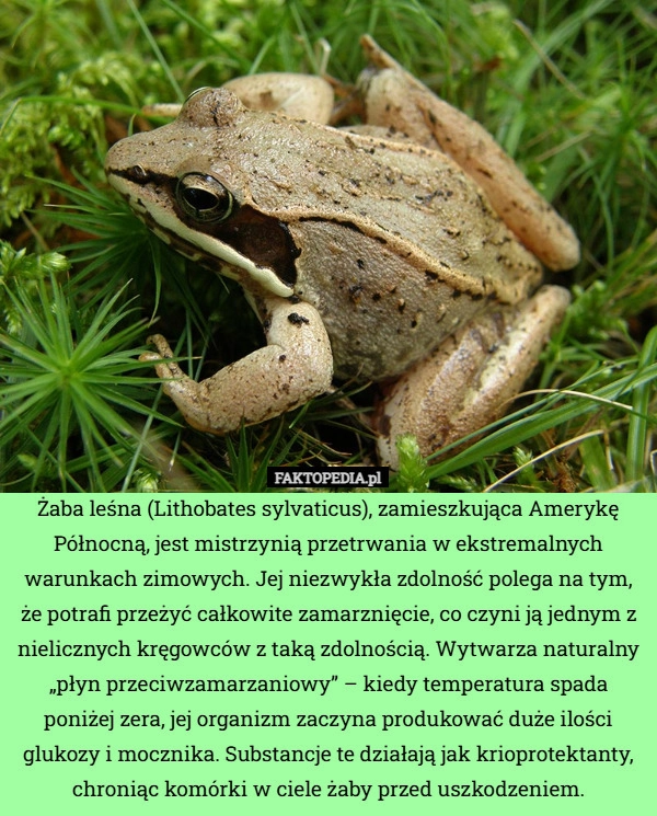 
    Żaba leśna (Lithobates sylvaticus), zamieszkująca Amerykę Północną, jest