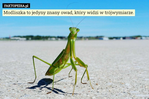 
    Modliszka to jedyny znany owad, który widzi w trójwymiarze.