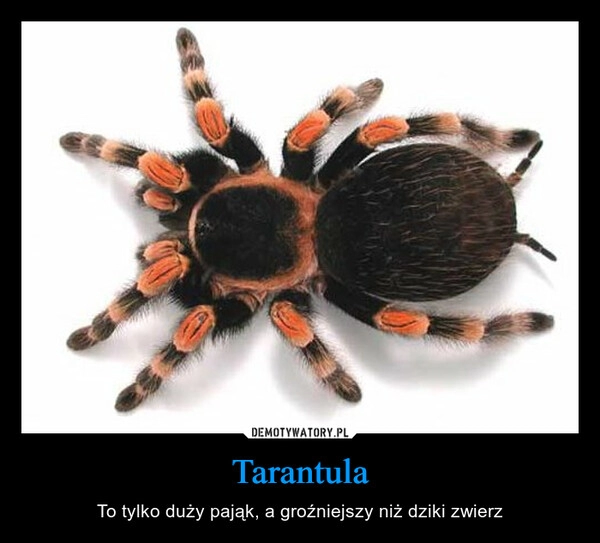 
    Tarantula 