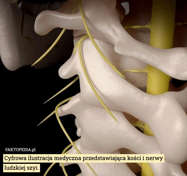 
    Cyfrowa ilustracja medyczna przedstawiająca kości i nerwy ludzkiej szyi.