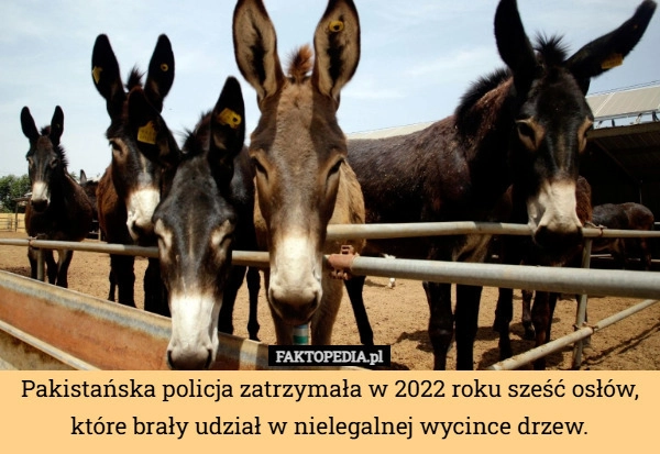 
    Pakistańska policja zatrzymała w 2022 roku sześć osłów, które brały udział