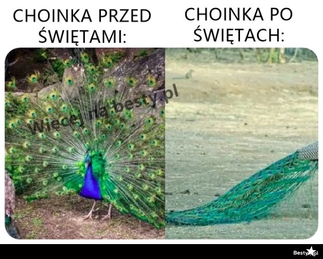 
    Choinka 