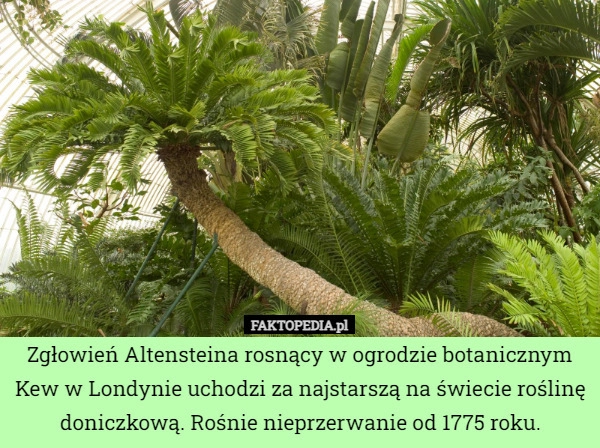 
    Zgłowień Altensteina rosnący w ogrodzie botanicznym Kew w Londynie uchodzi