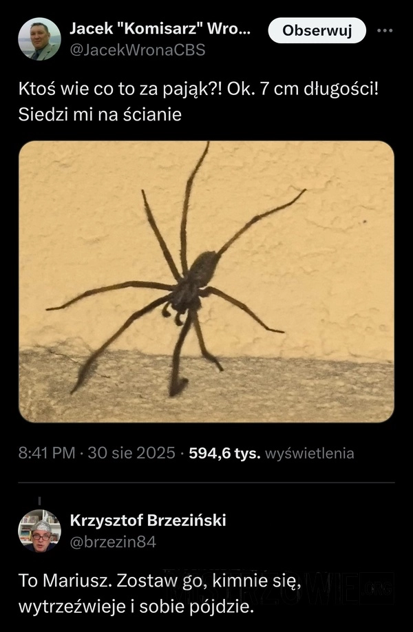 
    Pająk