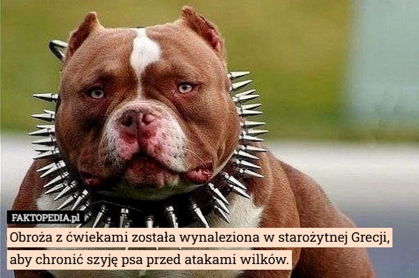 
    Obroża z ćwiekami została wynaleziona w starożytnej Grecji, aby chronić