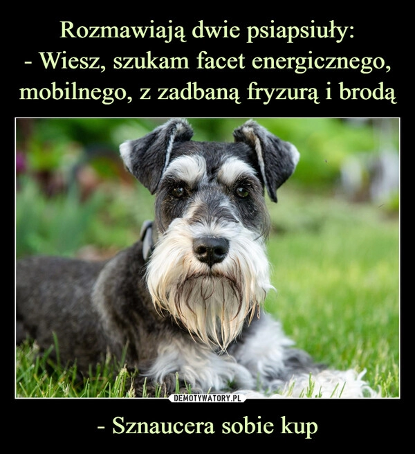 
    Rozmawiają dwie psiapsiuły:
- Wiesz, szukam facet energicznego, mobilnego, z zadbaną fryzurą i brodą - Sznaucera sobie kup