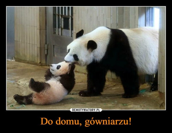 
    Do domu, gówniarzu!