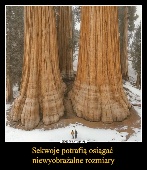 
    Sekwoje potrafią osiągać 
niewyobrażalne rozmiary