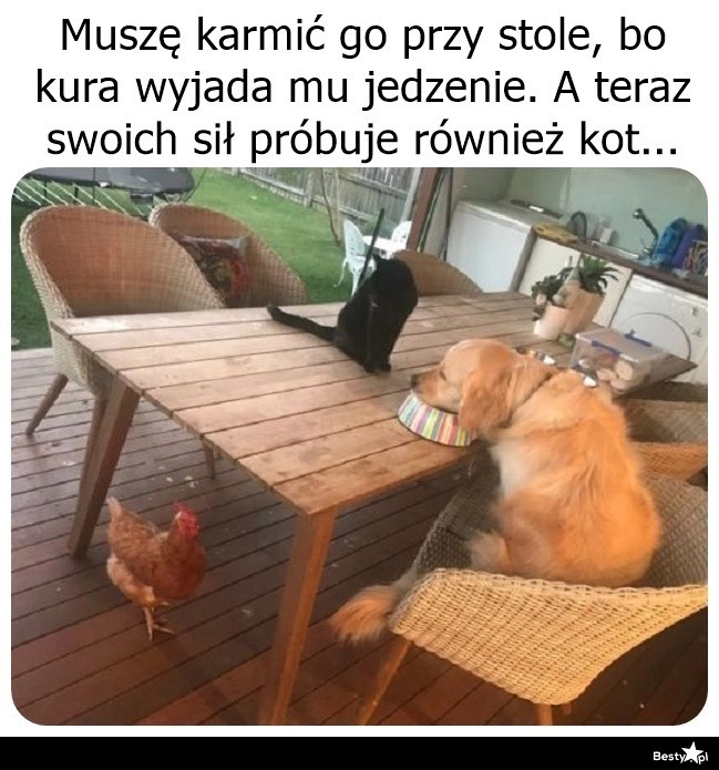 
    No nie dadzą zjeść w spokoju 