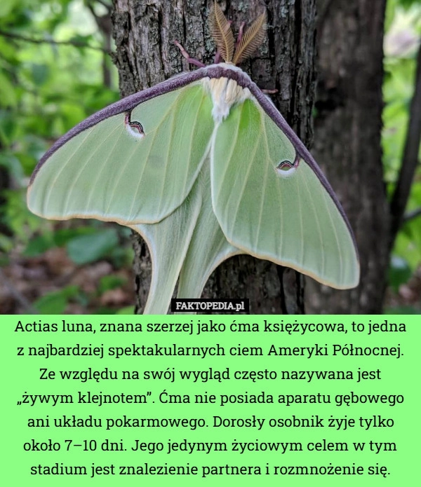 
    Actias luna, znana szerzej jako ćma księżycowa, to jedna z najbardziej spektakularnych