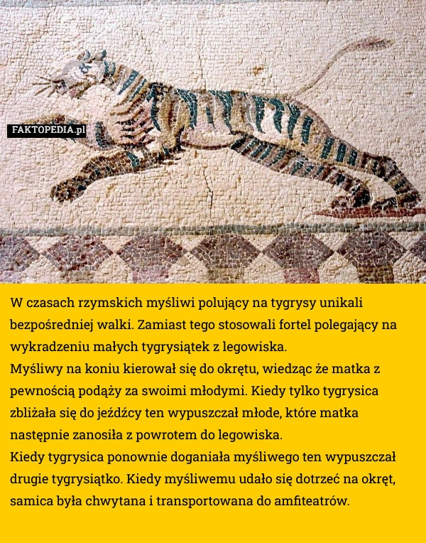 
    W czasach rzymskich myśliwi polujący na tygrysy unikali bezpośredniej