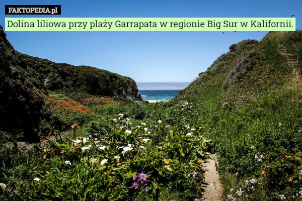 
    Dolina liliowa przy plaży Garrapata w regionie Big Sur w Kalifornii.