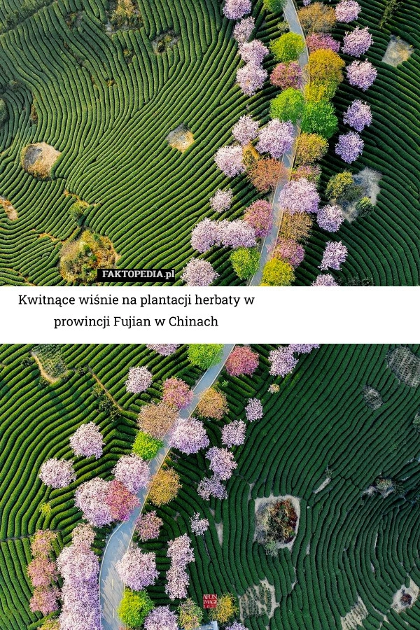 
    Kwitnące wiśnie na plantacji herbaty w prowincji Fujian w Chinach