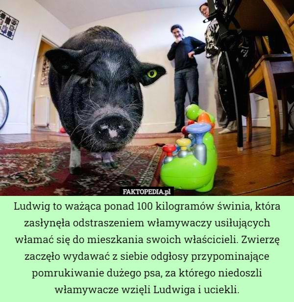 
    
			Ludwig to ważąca ponad 100 kilogramów świnia, która zasłynęła odstraszeniem...					