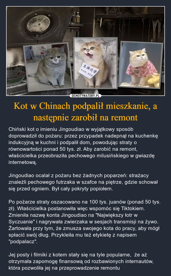 
    Kot w Chinach podpalił mieszkanie, a następnie zarobił na remont