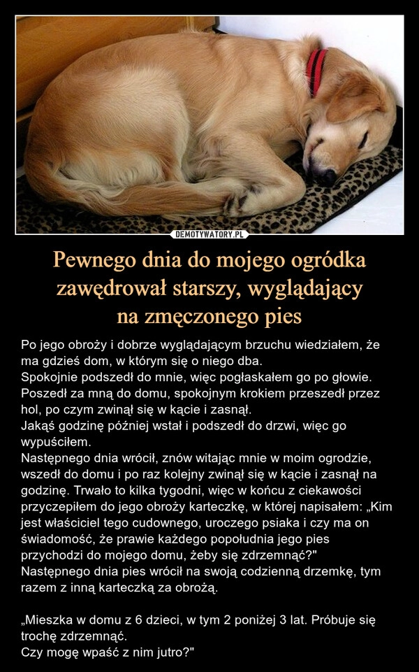 
    Pewnego dnia do mojego ogródka zawędrował starszy, wyglądający
na zmęczonego pies