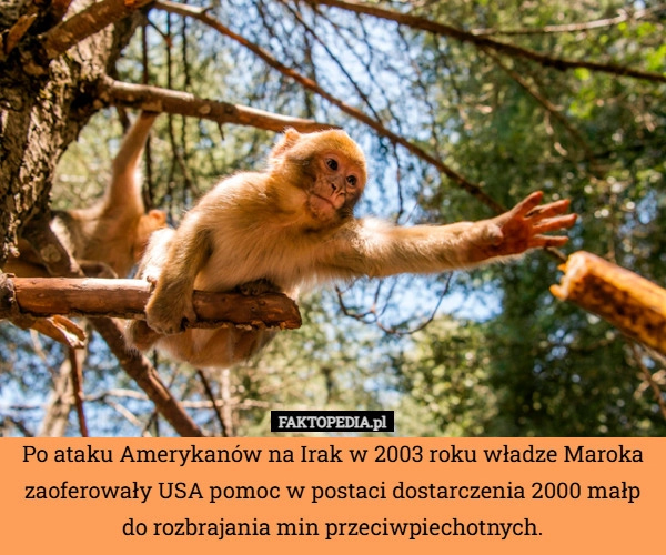 
    Po ataku Amerykanów na Irak w 2003 roku władze Maroka zaoferowały USA pomoc