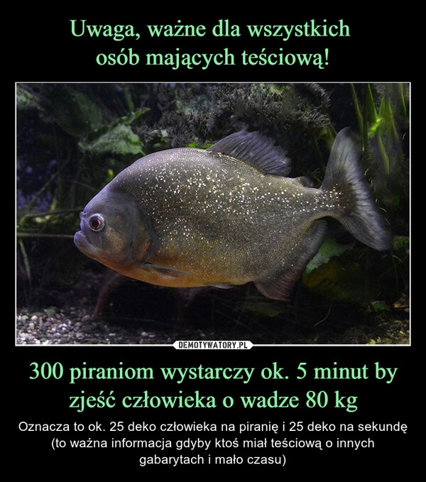 
    Uwaga, ważne dla wszystkich 
osób mających teściową! 300 piraniom wystarczy ok. 5 minut by zjeść człowieka o wadze 80 kg