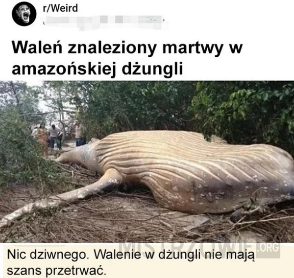 
    Waleń