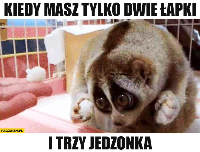 
    Kiedy masz tylko dwie łapki i trzy jedzonka smutne zwierzątko