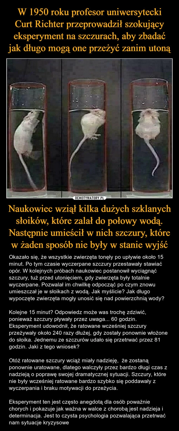 
    W 1950 roku profesor uniwersytecki Curt Richter przeprowadził szokujący eksperyment na szczurach, aby zbadać jak długo mogą one przeżyć zanim utoną Naukowiec wziął kilka dużych szklanych słoików, które zalał do połowy wodą. Następnie umieścił w nich szczury, które w żaden sposób nie były w stanie wyjść