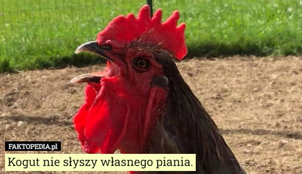 
    Kogut nie słyszy własnego piania.