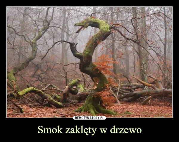 
    
Smok zaklęty w drzewo 