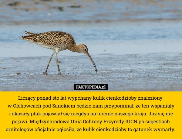 
    Liczący ponad sto lat wypchany kulik cienkodzioby znaleziony 
w Olchowcach