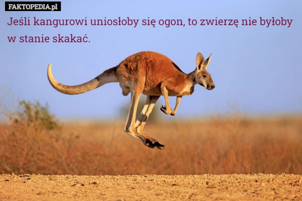 
    Jeśli kangurowi uniosłoby się ogon, to zwierzę nie byłoby w stanie skakać.