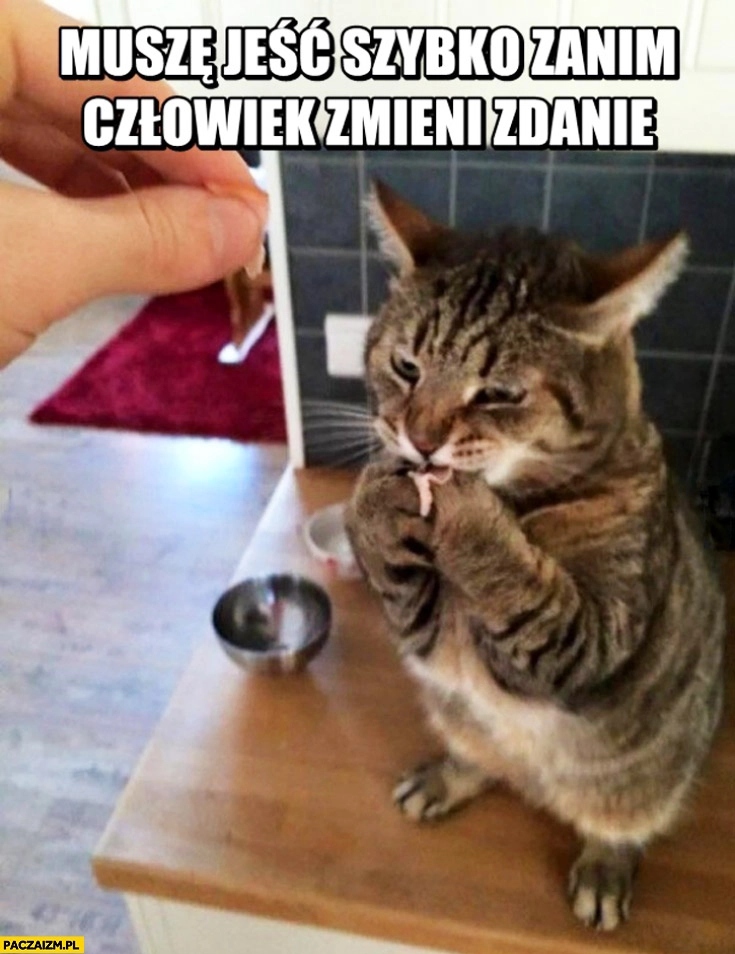 
    Muszę jeść szybko zanim człowiek zmieni zdanie kot