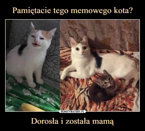 
    Pamiętacie tego memowego kota? Dorosła i została mamą