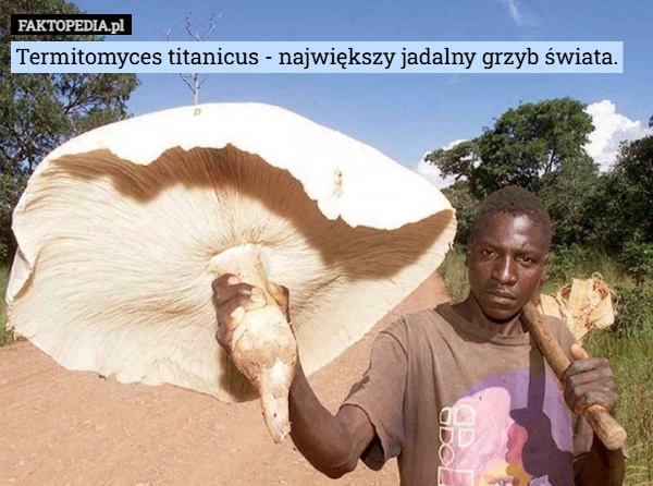 
    Termitomyces titanicus - największy jadalny grzyb świata.