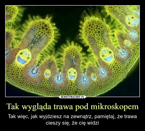 
    Tak wygląda trawa pod mikroskopem