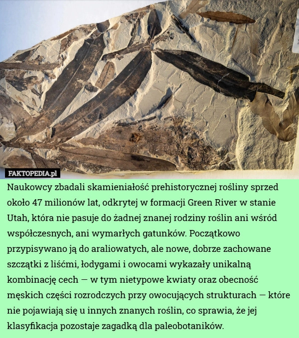 
    Naukowcy zbadali skamieniałość prehistorycznej rośliny sprzed około 47 milionów