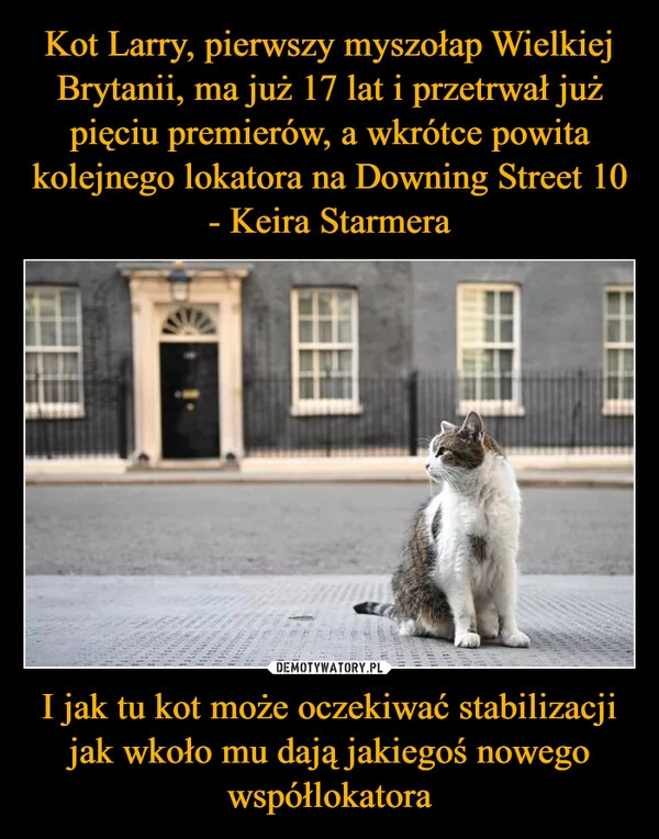 
    Kot Larry, pierwszy myszołap Wielkiej Brytanii, ma już 17 lat i przetrwał już pięciu premierów, a wkrótce powita kolejnego lokatora na Downing Street 10 - Keira Starmera I jak tu kot może oczekiwać stabilizacji jak wkoło mu dają jakiegoś nowego współlokatora