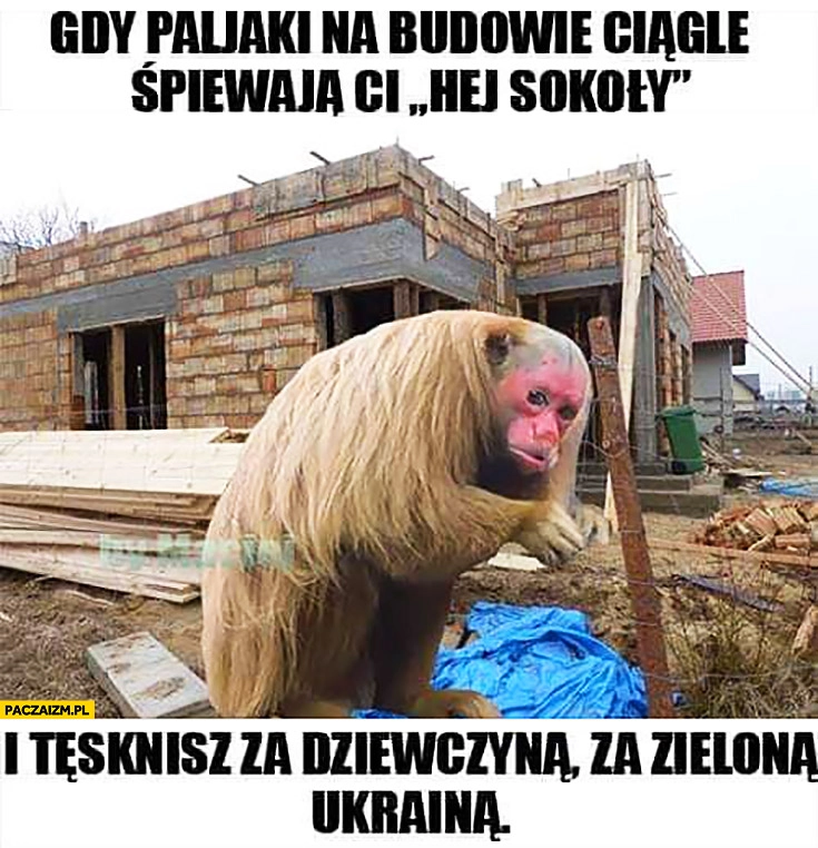 
    Gdy Polaki na budowie ciągle śpiewają Ci hej sokoły i tęsknisz za dziewczyną za zieloną Ukrainą małpa Ukrainiec