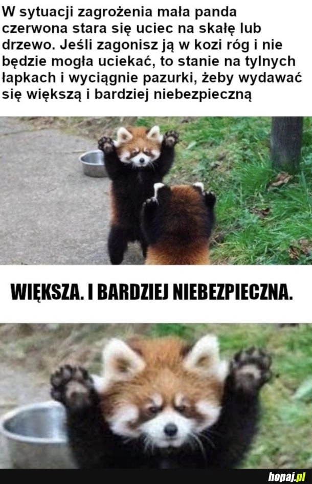 
    Przerażająca jest