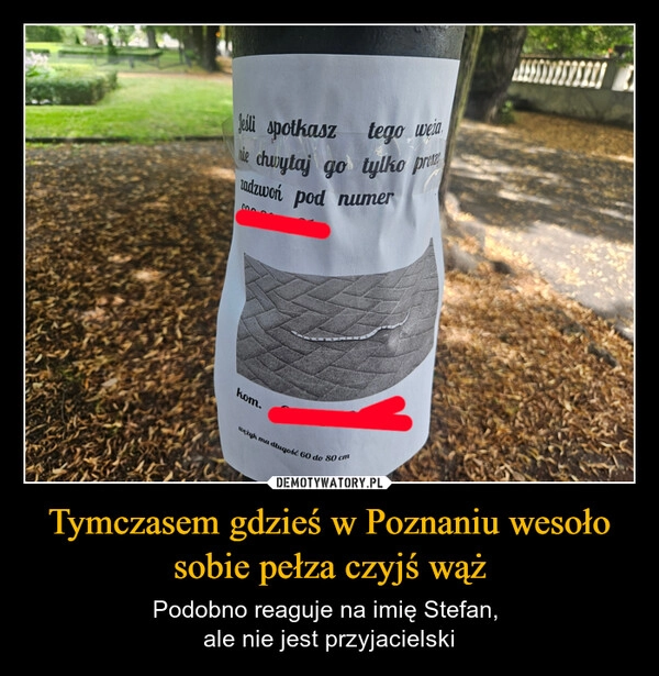 
    Tymczasem gdzieś w Poznaniu wesoło sobie pełza czyjś wąż