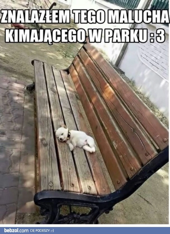 
    Zobaczcie co znalazłem w parku