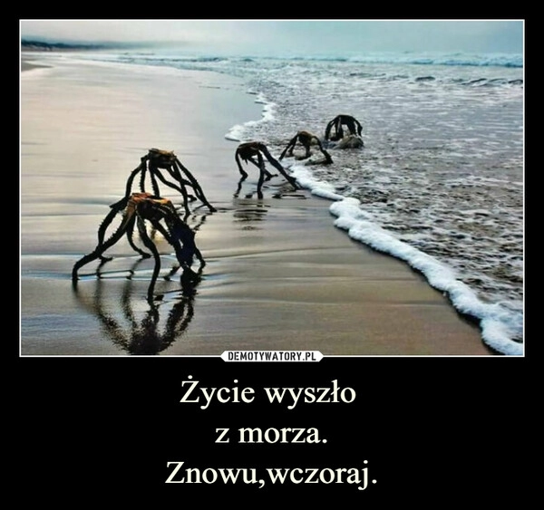 
    Życie wyszło 
z morza.
Znowu,wczoraj.