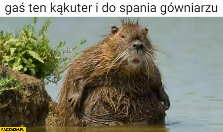 Bóbr gaś ten komputer i do spania gówniarzu bober