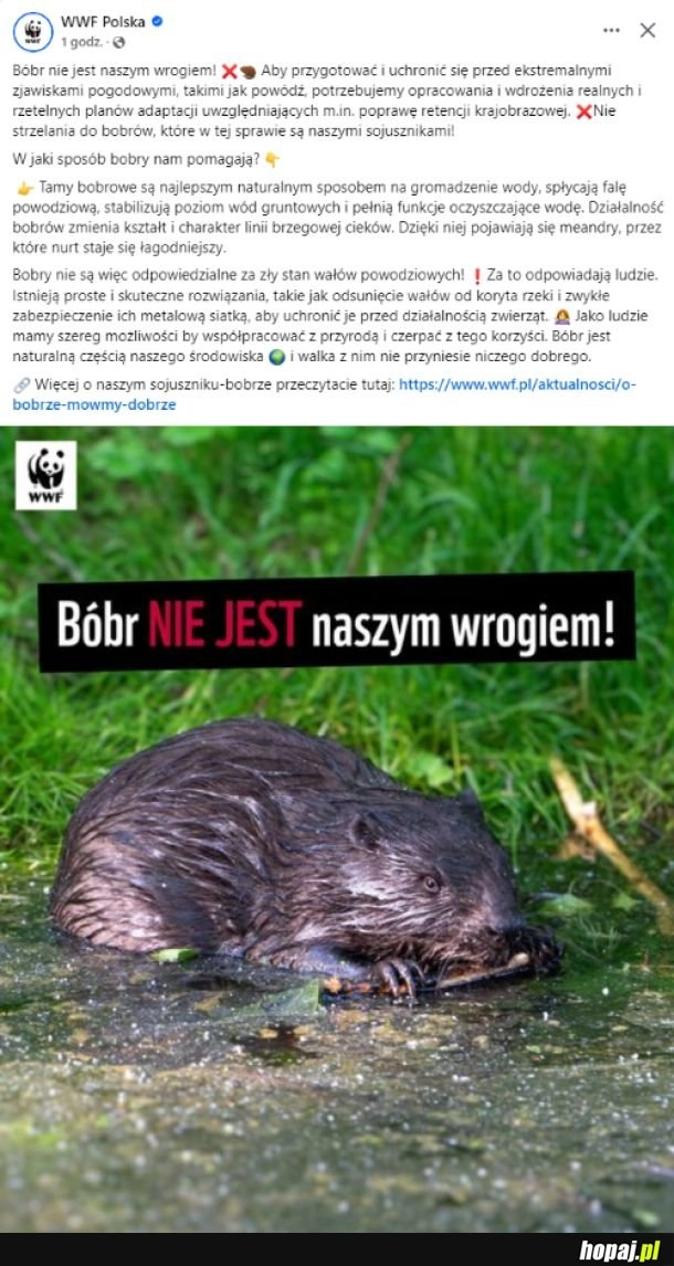 
    Bóbr naszym sojusznikiem