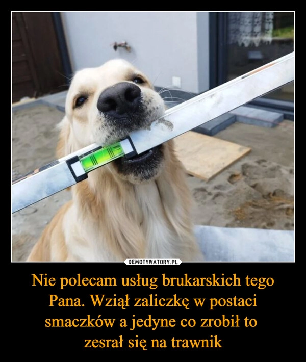 
    Nie polecam usług brukarskich tego Pana. Wziął zaliczkę w postaci smaczków a jedyne co zrobił to 
zesrał się na trawnik