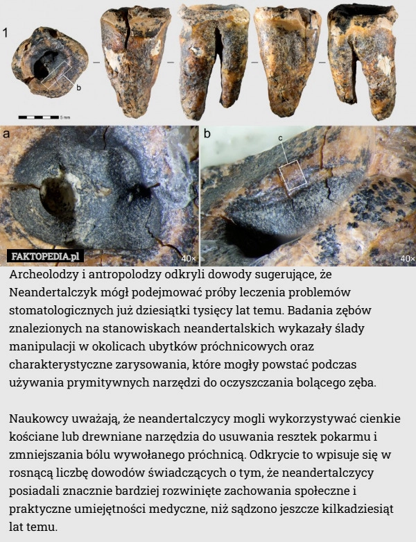 
    Archeolodzy i antropolodzy odkryli dowody sugerujące, że Neandertalczyk